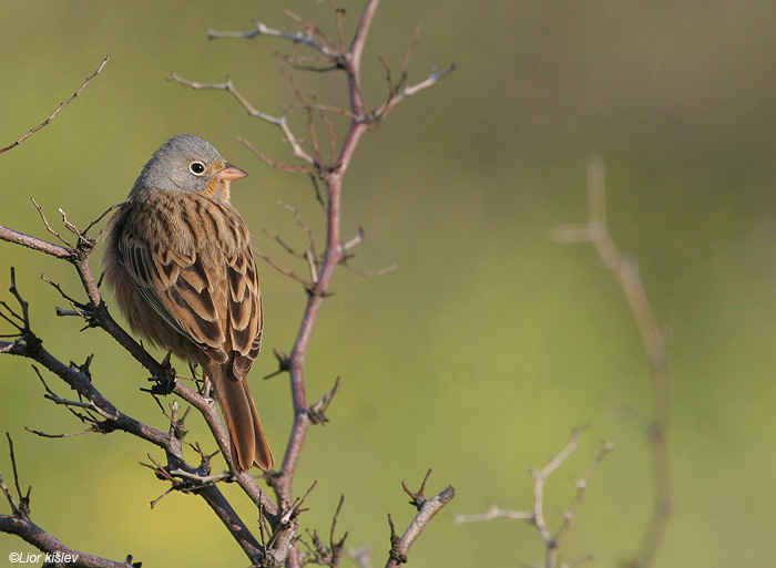     Cretzschmar's Bunting  Emberiza caesia            , 2009.: 